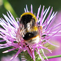 Buff-tailed Bumble Bee