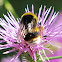 Buff-tailed Bumble Bee