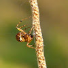 Marbled Orb Weaver Spider baby