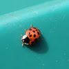 Multicolored Asian Lady beetle