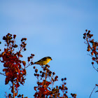 American Goldfinch