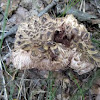 Sarcodon underwoodii, tooth fungus, 1 of 2