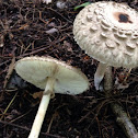 Shaggy parasol mushroom