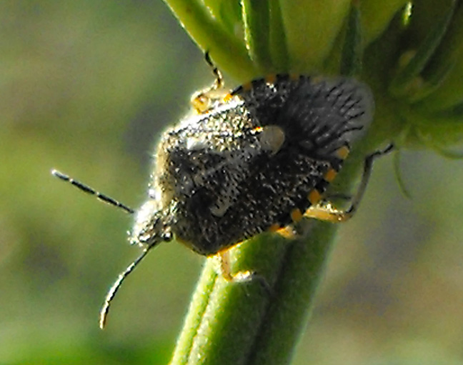African Cluster Bug | Project Noah
