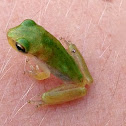 American Green Treefrog (juvenile)