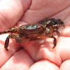 Asian Shore Crab