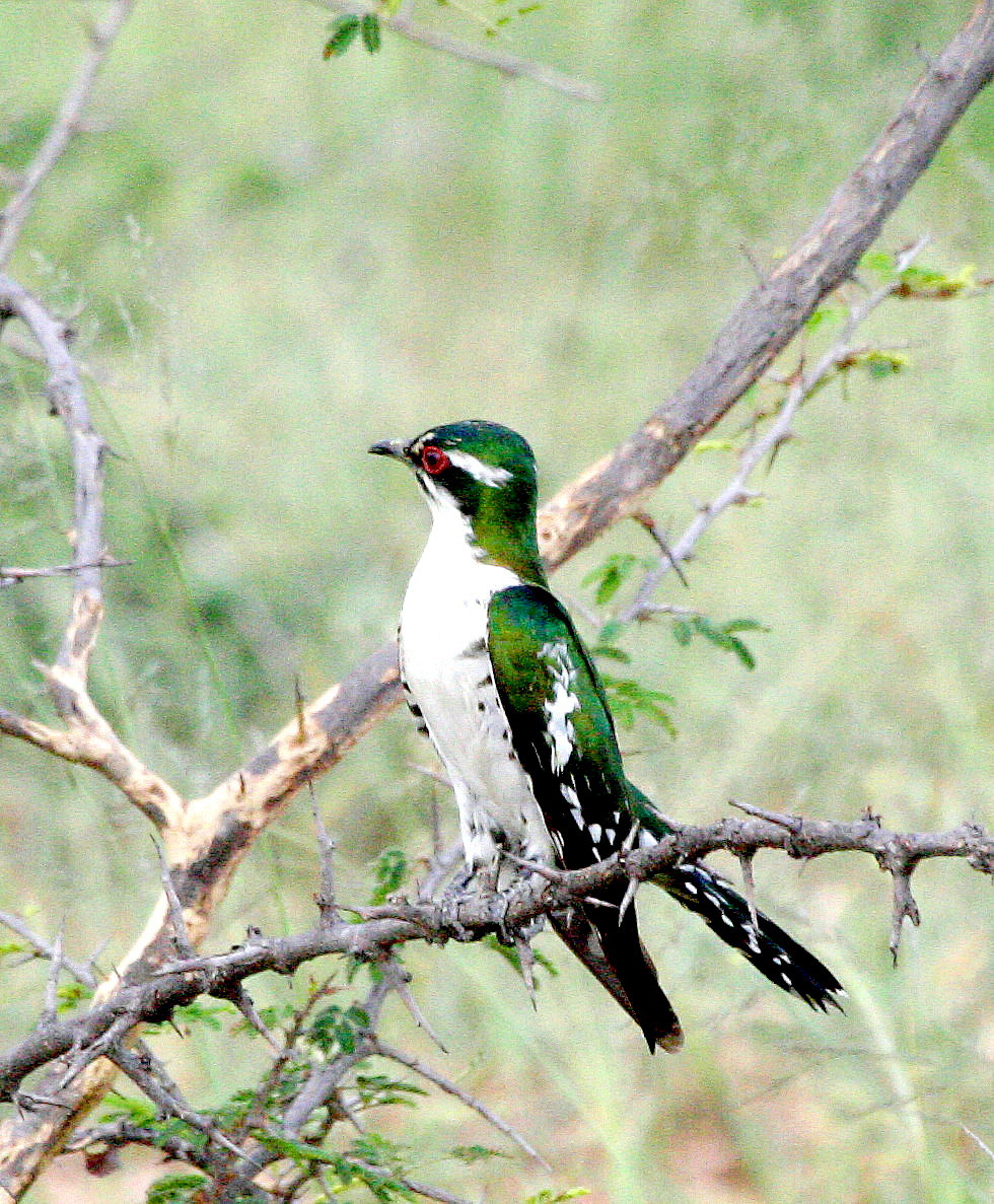 Diederik Cuckoo (male)