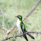 Diederik Cuckoo (male)
