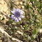 coronilla de fraile