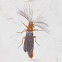 Glow worm Beetle - male