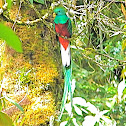 Resplendant Quetzal