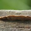 Rusty gilled polypore