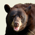 Kiss a Bear logo