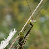 European Mantis, (female).