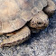 Gopher tortoise