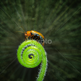 by Ian Reducer - Animals Insects & Spiders