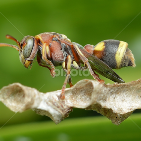 Wasp by Niney Azman - Animals Insects & Spiders