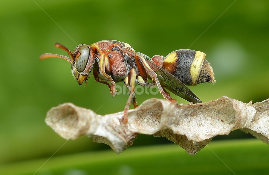 Wasp by Niney Azman - Animals Insects & Spiders