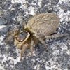 White banded jumper (female)