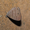 Hermes Satyr Butterfly