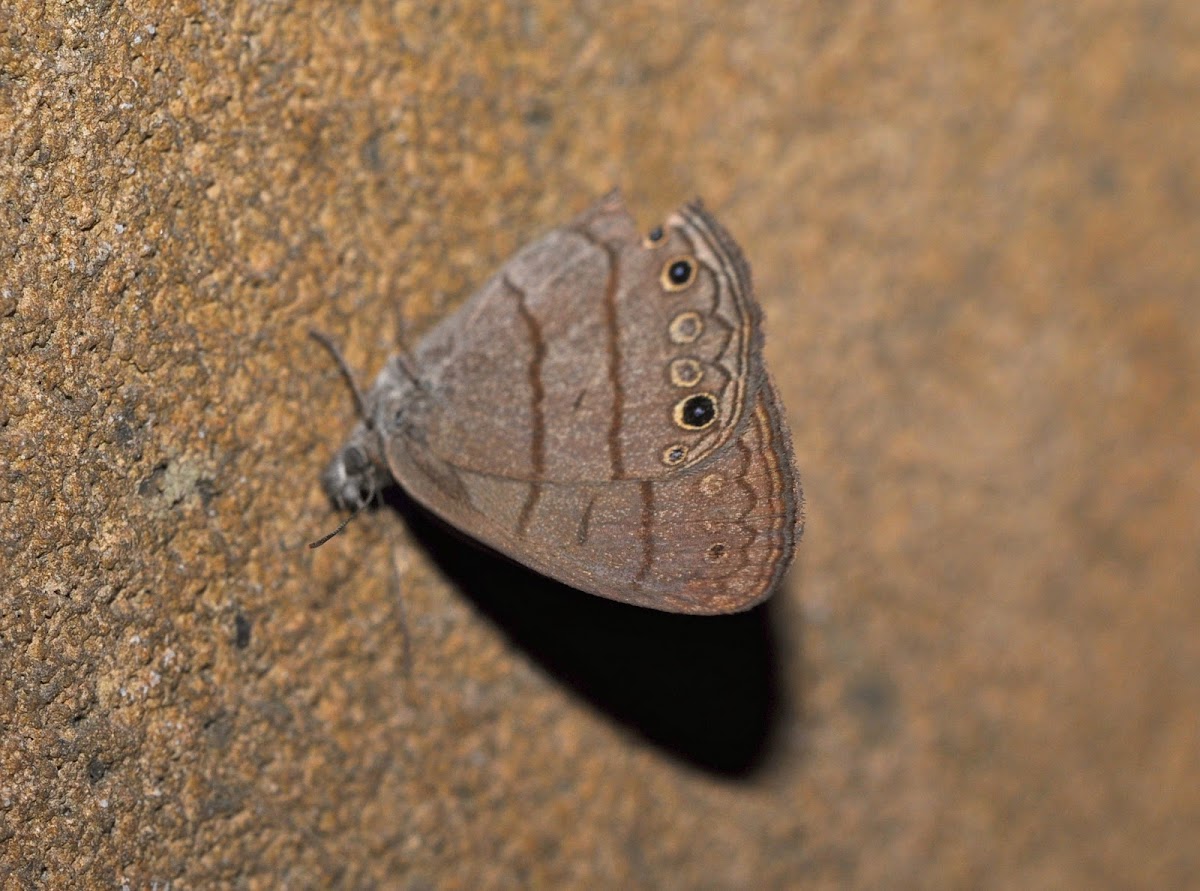 Hermes Satyr Butterfly