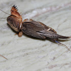 Oriental mole cricket