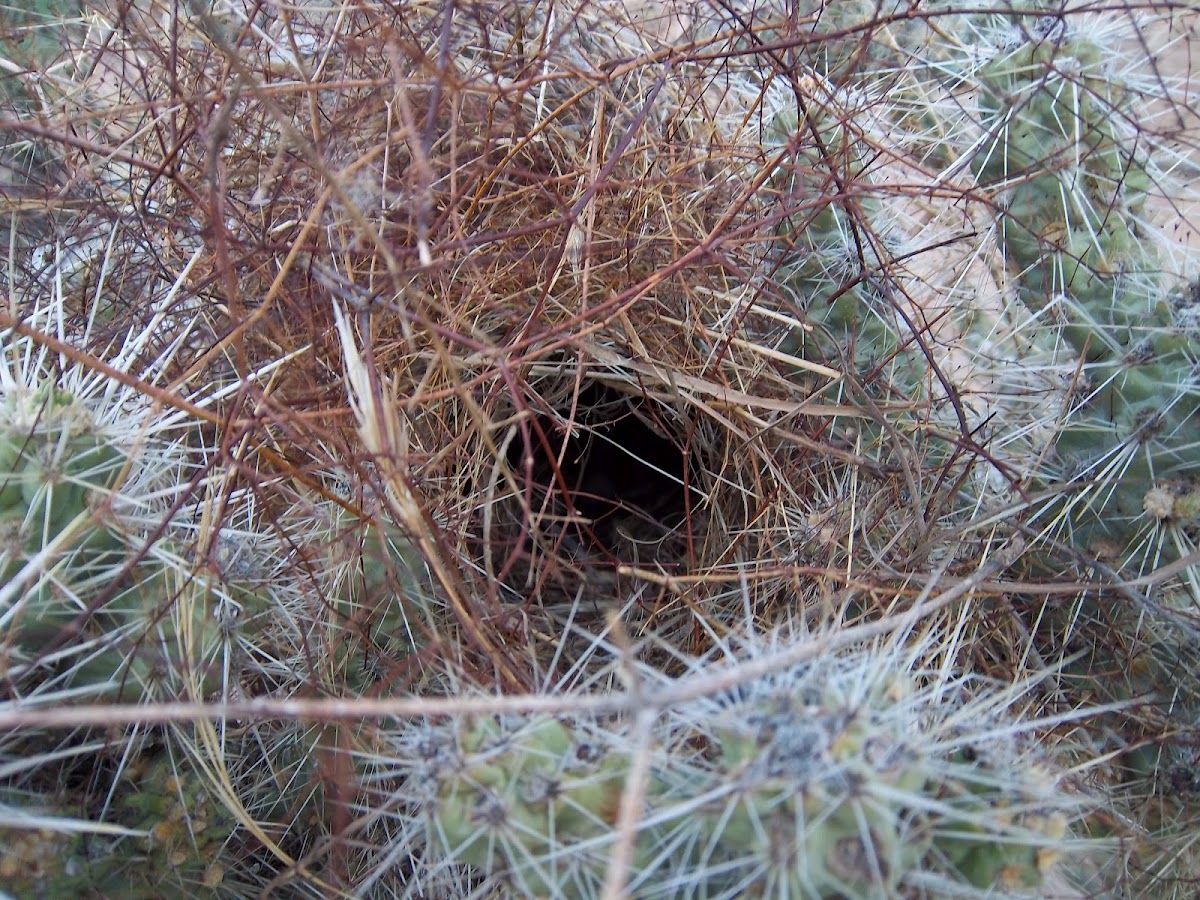 cactus wren nest
