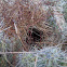 cactus wren nest