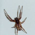 Cobweb spider