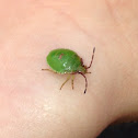 Greenshield Bug