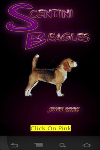 Scentini Beagles Since 1995