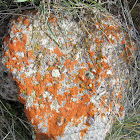 Red Crustose (Paint) Lichen