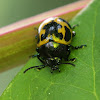Swamp Milkweed Leaf Beetle