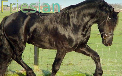Top 20 Horse Breeds - náhled
