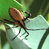 Eucalyptus tip bug