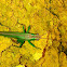 Green grasshoper