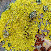 Gold cobblestone lichen