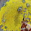 Gold cobblestone lichen