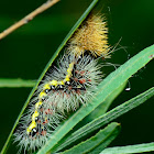 Smeared Dagger Moth(Caterpillar)