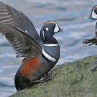 HARLEQUIN DUCK