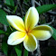 Plumeria