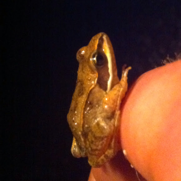Boreal chorus frog Project Noah