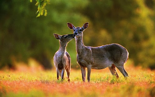 Deer Wallpaper Screenshots 9