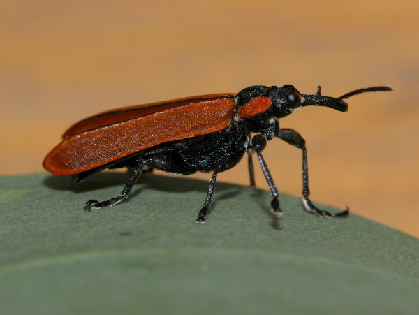 Lycid mimicking weevil | Project Noah