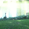 Canada Geese