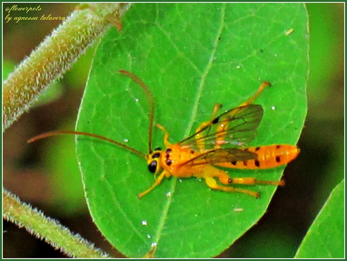 Yellow Ichneumon Wasp (Male)