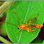 Yellow Ichneumon Wasp (Male)