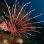 Lion fish