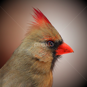 Female Kentucky Cardinal  by Paul Mays - Animals Birds