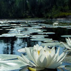 American white water lily